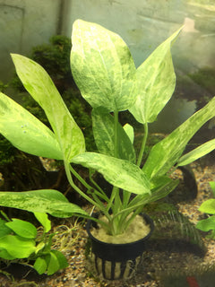 Radican Sword Potted