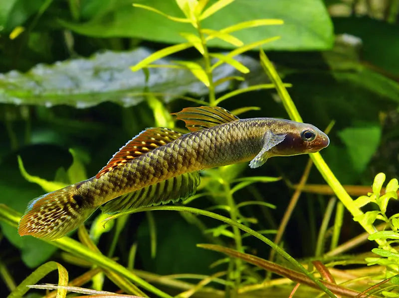 Rainbow Goby