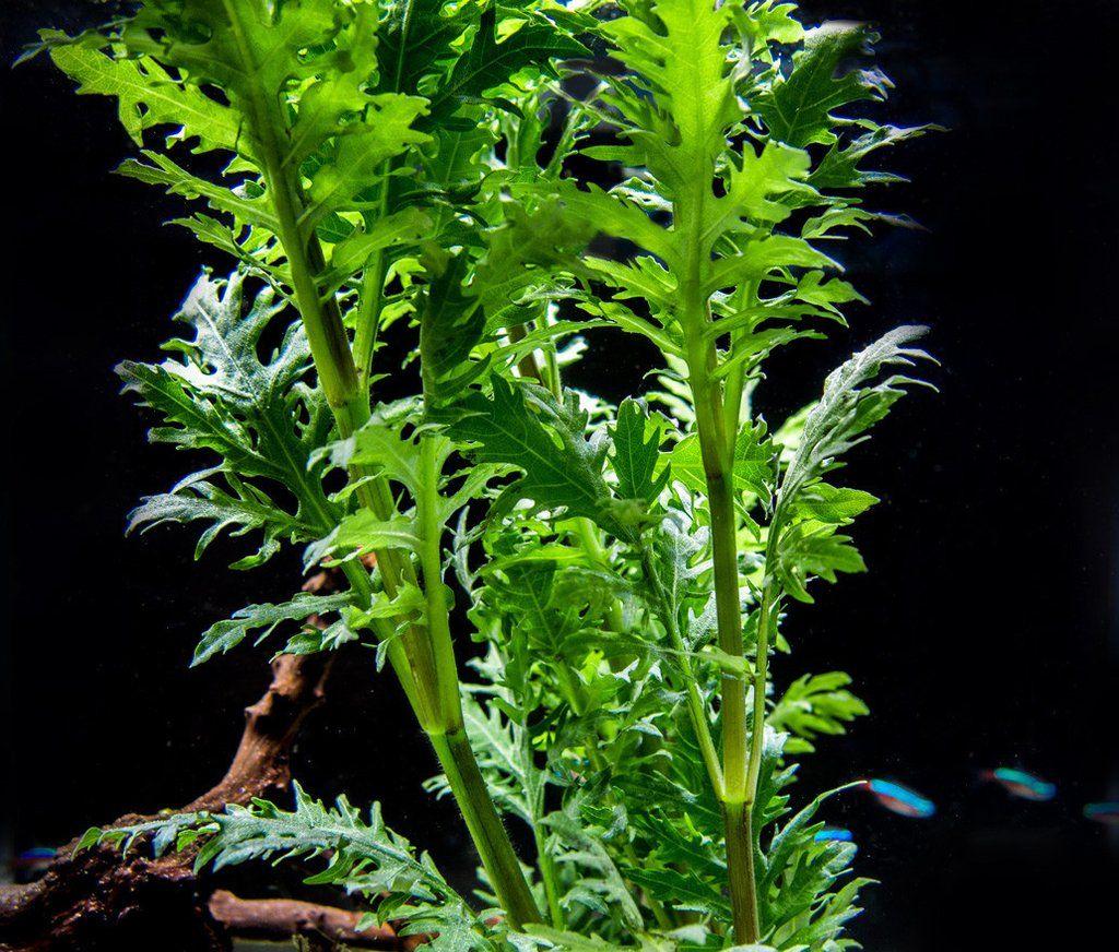 Wisteria Submerged Potted