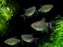 Balloon Red Eye Tetra