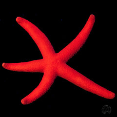 Red Linckia Starfish - Medium