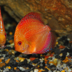 Pigeon Snake Discus