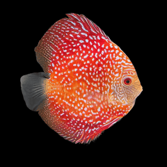 Pigeon Snake Discus