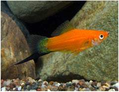 Brick Swordtail