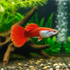 Guppy - Chillie Red