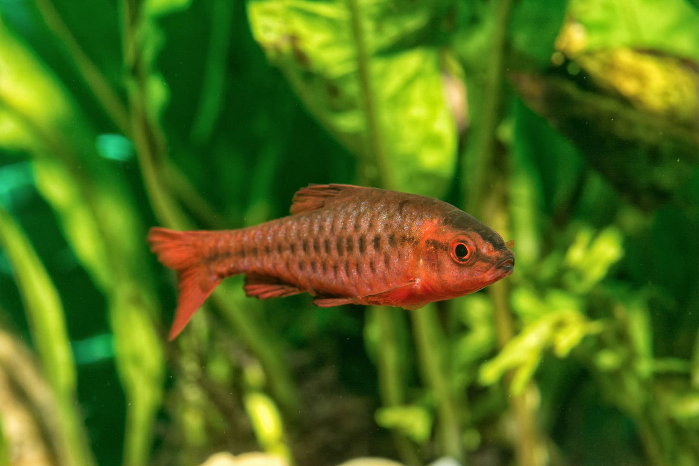 Red Glass Barb