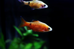 Red Glass Barb