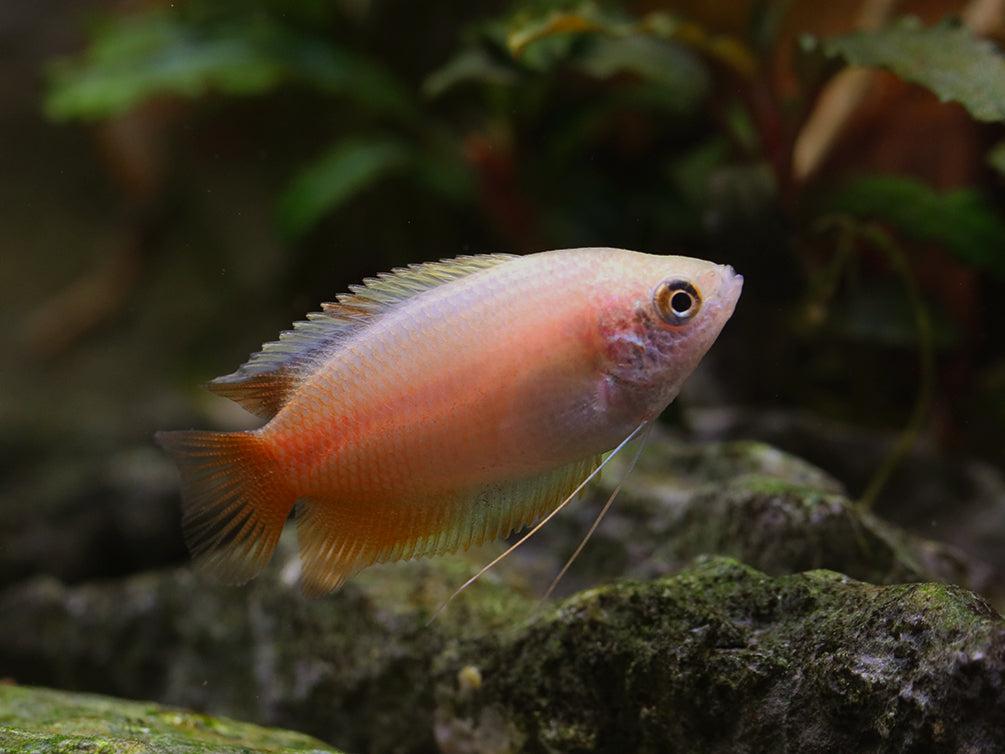 Red Gold Honey Gourami