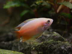 Red Gold Honey Gourami