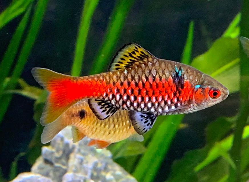Odessa Barb