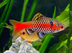 Odessa Barb