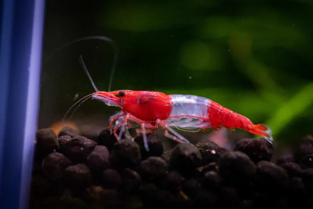 Red Rili Shrimp