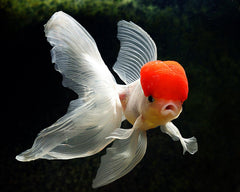 Red & White Oranda Goldfish