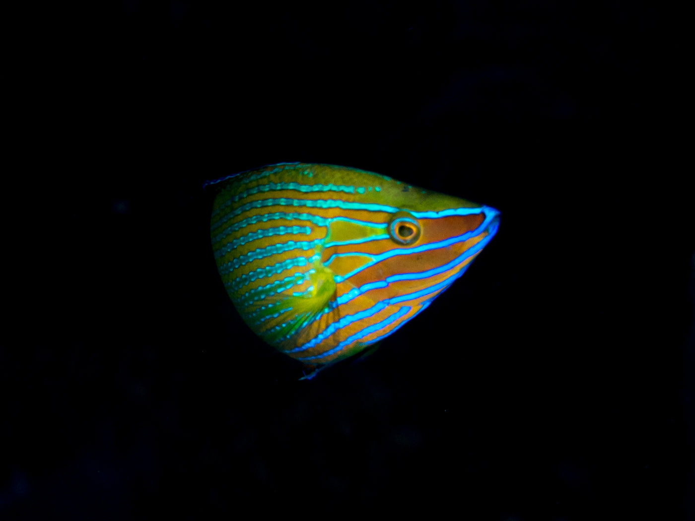 Ornate Wrasse - Small