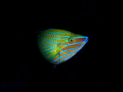 Ornate Wrasse - Small