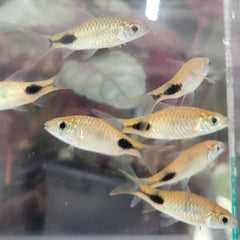Rohan's Tear-Spot Barb