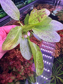Green Ozelot Sword Potted