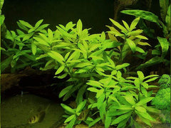 Cherry Hedge Plant Bunched