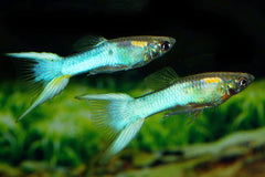 Blue Japanese Swordtail Guppy Male