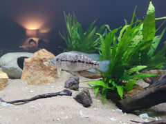 Haitiensis Cichlid