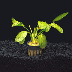 Green Ozelot Sword Potted