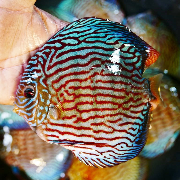 Red Eagle Turquoise Discus