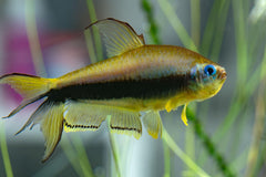 King Tetra