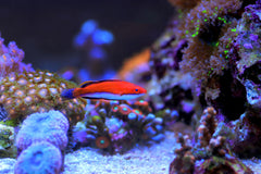 Red Fin Fairy Wrasse Super Male - Medium