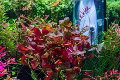 Ludwigia Ovalis Submerged Potted