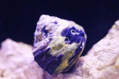 Zebra Turbo Snail