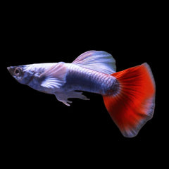 Santa Claus Dumbo Guppy Male
