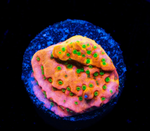 Sunset Imposter Montipora Coral - Frag