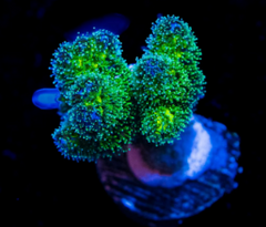Rainbow Pocillopora Coral - Frag