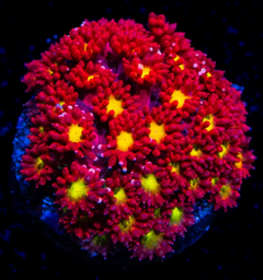 Fruit Loop Micro Goniopora Coral - Frag