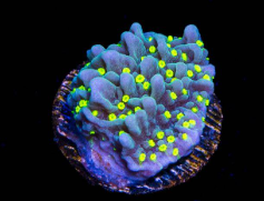 Frankie's Pink Rim Montipora Coral - Frag