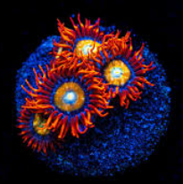 Alpha Omega Zoanthid Polyp - Frag