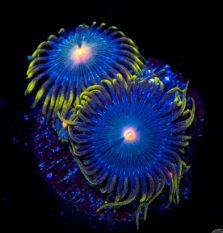 Hairy Gorilla Nipple Zoanthid Polyp - Frag