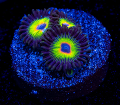 Bob Marley Zoanthid Polyp - Frag