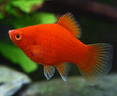 Dwarf Red Coral Platy