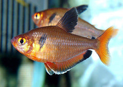 Tetra Super Serpae