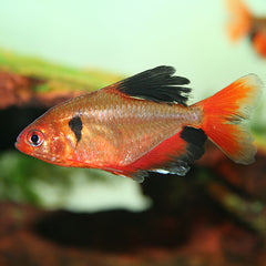 Coral Red Serpae Tetra