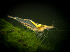 Long Nose Shrimp