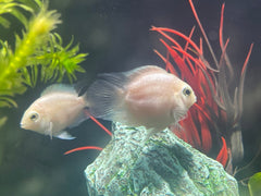 Snow White Parrot Convict Cichlid