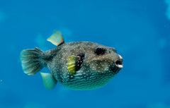 Southern Puffer - Medium