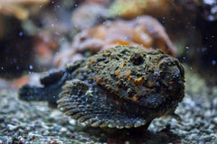 Stone Fish - Medium