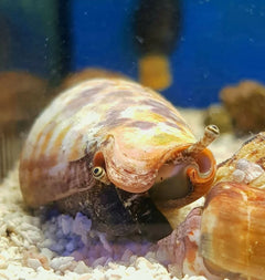 Strawberry Conch Snail - Medium