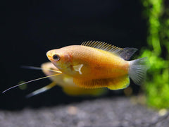 Sunset Thicklip Gourami