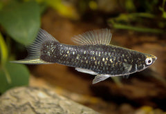 Black Swordtail