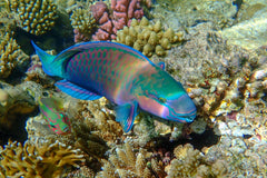 Blue Barred Green Parrotfish Female - Medium
