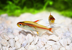 Albino Glolite Tetra Florida